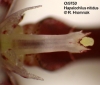 Hapalochilus nitidus  (06)